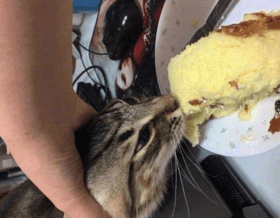 主人埋怨猫咪吃相难看, 什么食物都想染指, 网友: 能吃就是福啊!