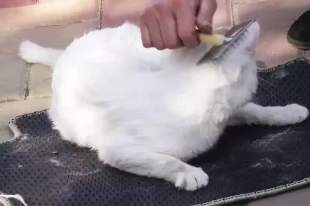 猫咪虽可爱可是会掉毛, 要是想解决, 快来看这里!