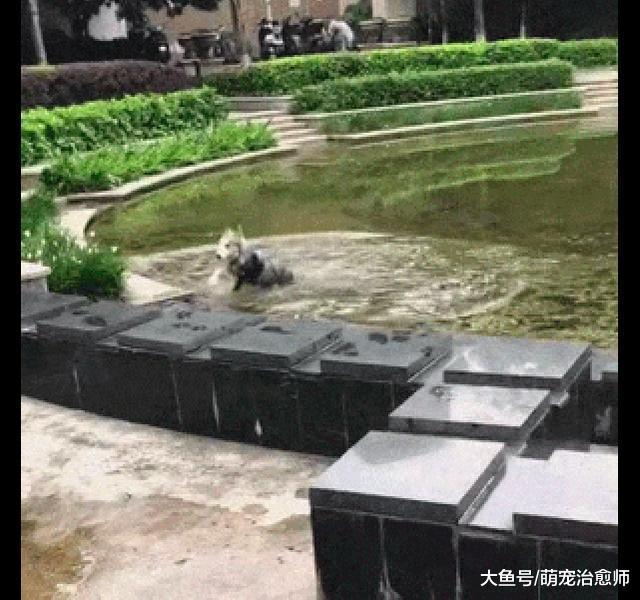 哈士奇看到水池里有鱼, 二话不说就冲了下去, 最后的样子很狼狈!