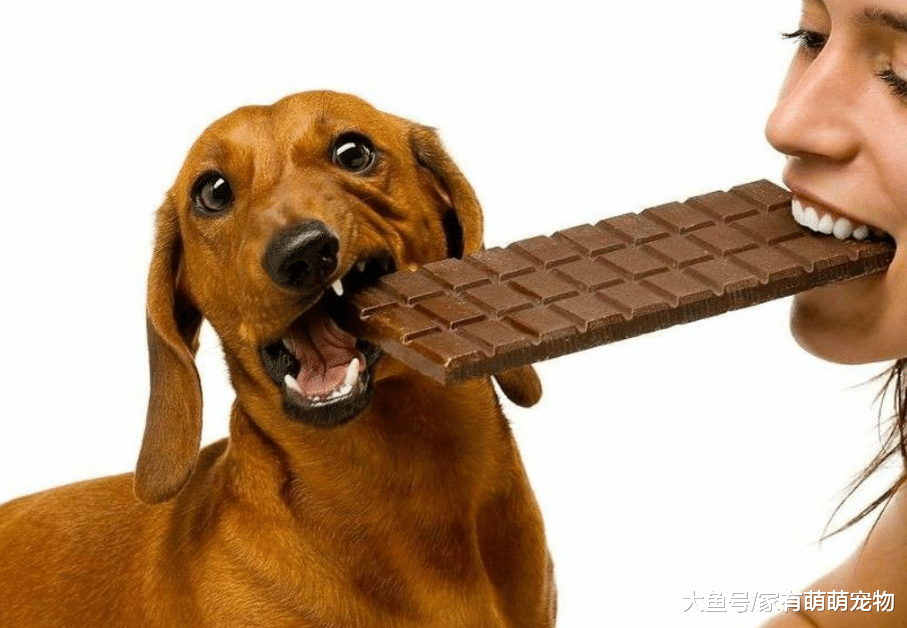 狗狗在饮食方面, 要注意这5件事, 否则会影响它们的健康!