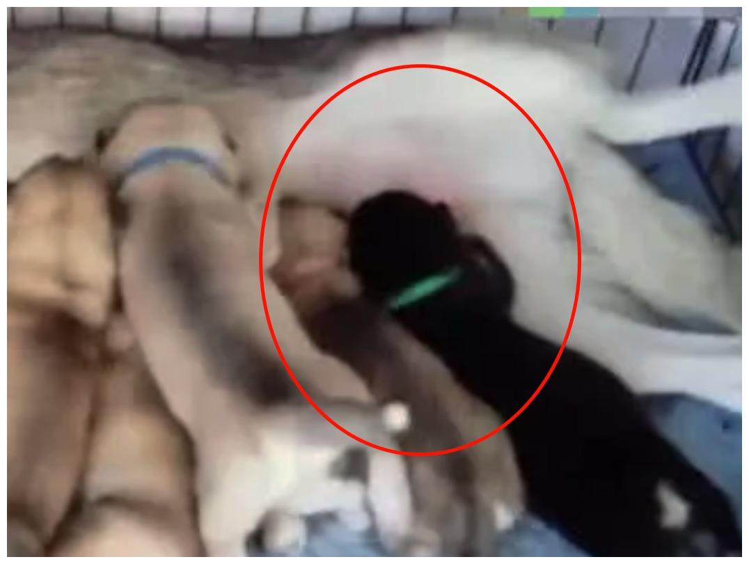 哈士奇的一窝小崽, 其中一只很《生活大爆炸》谢耳朵: 我要专座