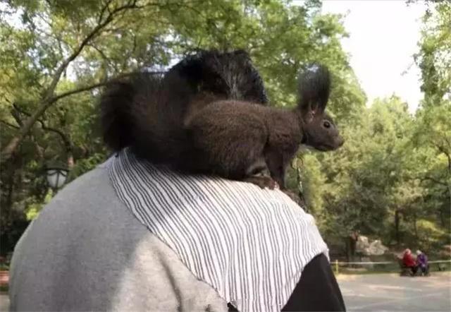 大叔霸气带魔王松鼠逛街, 松鼠: 就这条路, 还没有人敢拦我的!