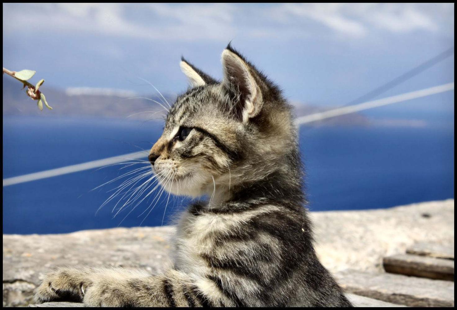 猫死前会向主人道别吗? 嘘! 别打扰猫咪, 猫是一种有灵性的动物!