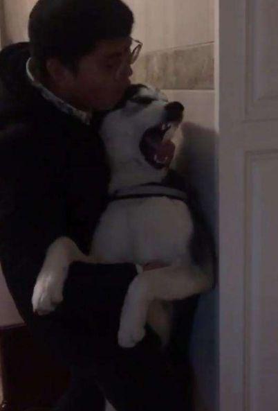 主人被二哈瞪了一天! 只因昨晚酒醉回家, 对狗子做了不可描述的事