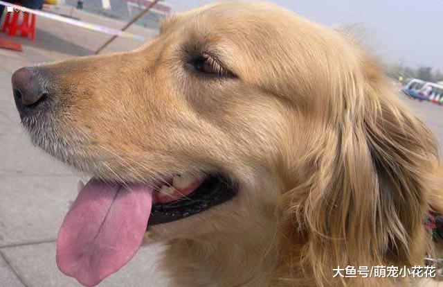 给金毛犬驱虫, 这5点没做好, 反而会害死它!