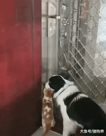 猫咪狗狗合伙越狱, 这俩配合倒挺默契, 狗狗: 这次合作有点味道