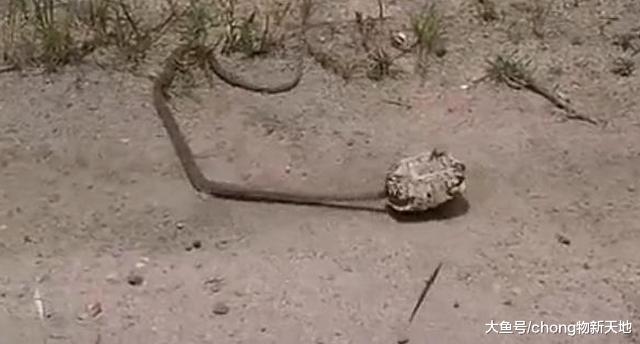 龟蛇大战, 凶猛的乌龟遇上剧毒的毒蛇, 到底谁才是最后的赢家