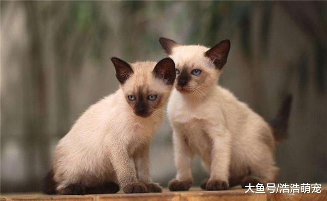 5种体味最大的猫咪, 一个比一个难闻, 让人难以忍受