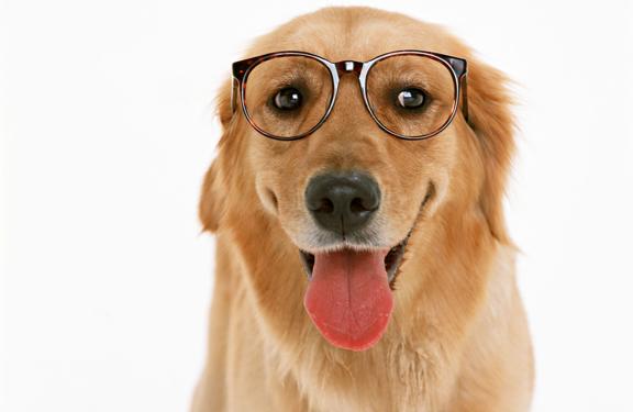 宠物实体店如何开展电商销售|不看不知道!