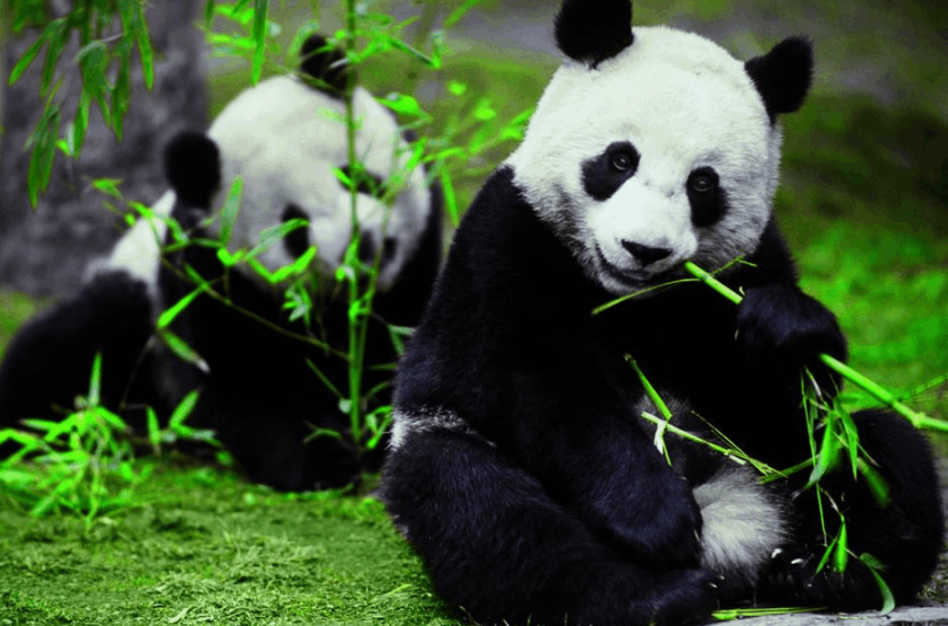 熊猫知道自己是贵族了吧? 它连洗个澡, 都是会所高级会员的感觉