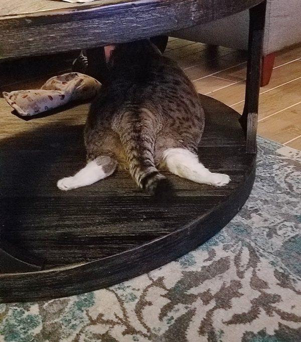 13公斤胖猫遭弃养 收容所开领养条件: 帮它减肥!