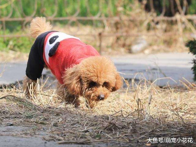 如果你连这6点都给不了泰迪, 对不起, 你真的不适合养它!