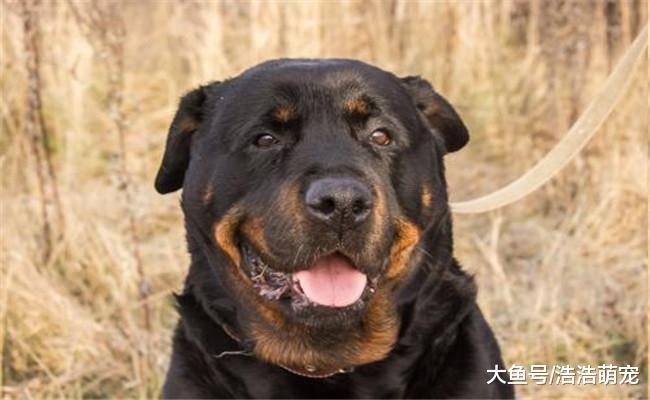 盘点世界护卫犬, 第一种都很熟悉, 第二个被我国禁养