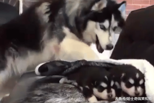 二哈生了两只娃, 却用毯子把它们包起来, 原来是有目的