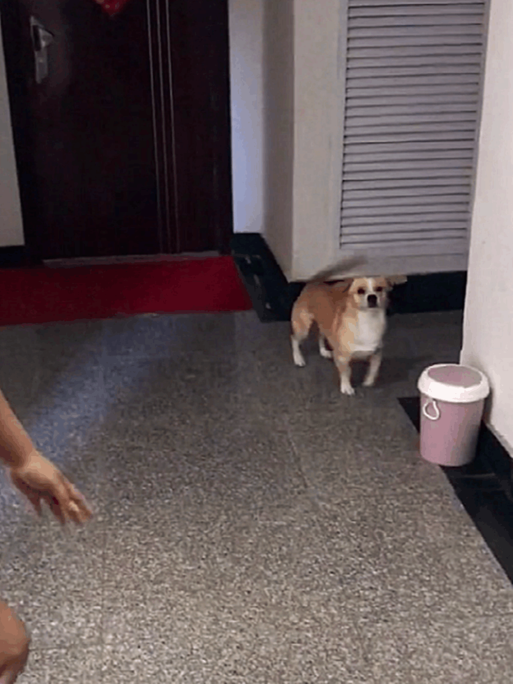 小黄狗在电梯里走丢, 好心人带着它逐层找主人, 最后的结局暖心了