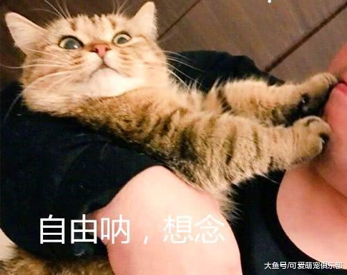 铲屎官亲吻猫咪, 没想到被它一把推远, 猫咪: 手虽短拒绝你却足够