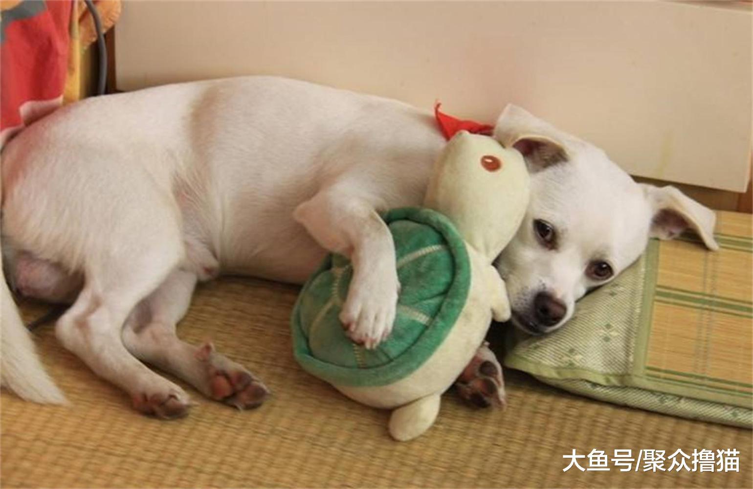 动物都有自己喜欢的玩具, 猫的玩具是小熊, 而猫头鹰的玩具是活的