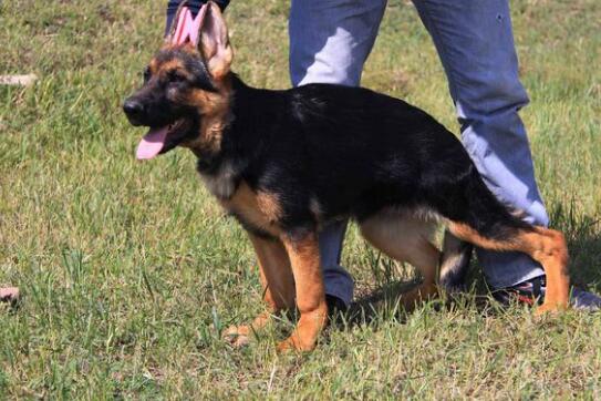 如何预防和治疗德国牧羊犬的肠胃疾病