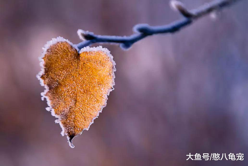 小隐的素言素语: 天寒露正浓, 人心温柔处