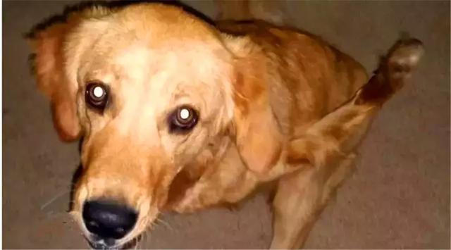 金毛前腿残疾似霸王龙, 主人坚持为爱犬治疗, 努力帮它学会行走!