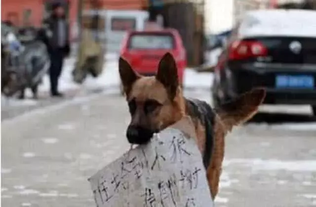 母狗上街想找回孩子, 嘴上叼着一张纸, 上面的文字字字锥心!