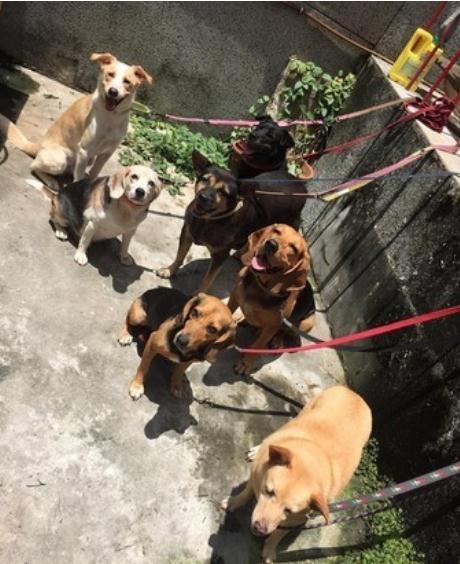 3只汪自主排队喝水超乖巧, 妈妈看傻又好笑: 旁边还有1盆水