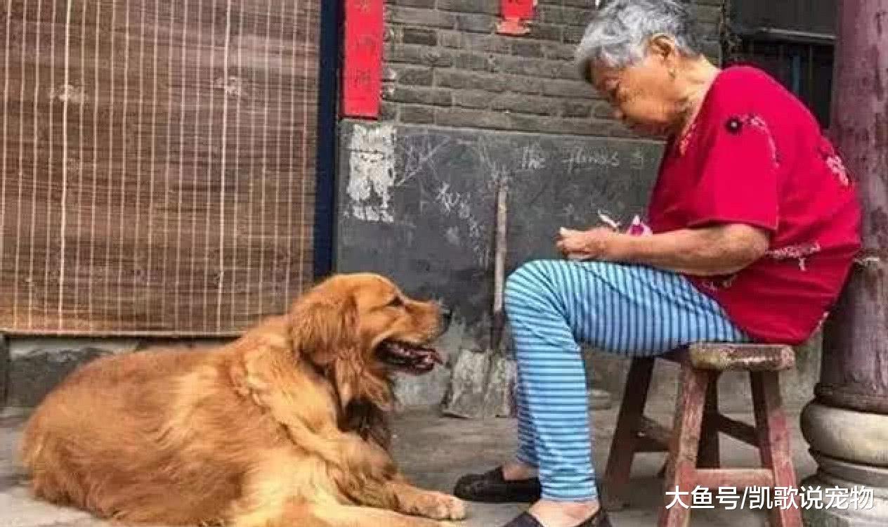 奶奶独自一人生活, 为缓解孤单收养狗狗, 如今狗狗被宠成孙子