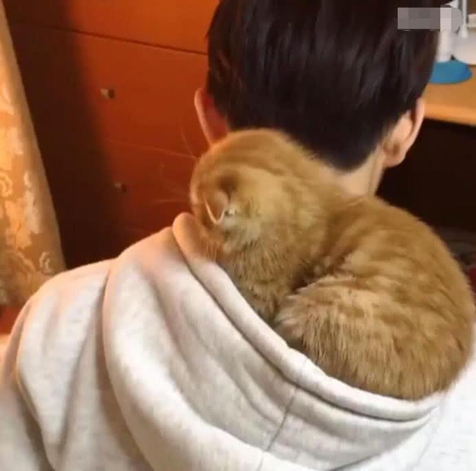 男主打游戏入迷, 猫咪眼看半天不理它, 直接钻进帽子里睡大觉