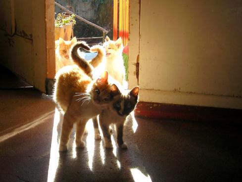 喵星人的花式笔芯, 你的圣诞礼物到了, 请查收!