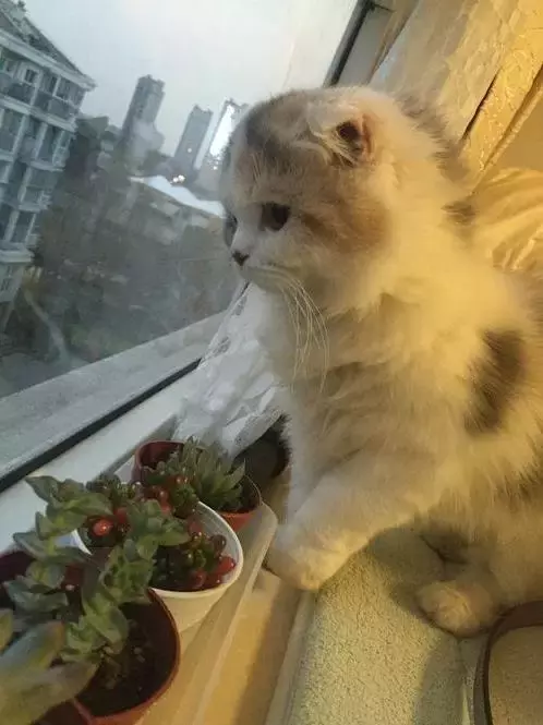 一铲屎官上传了喵星人剃毛前后对比照, 网友看了后爆炸了。真相却很感人!