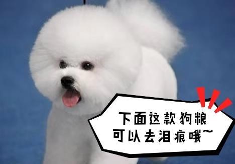 想要知道比熊犬寄生虫多不多, 很简单就5点!