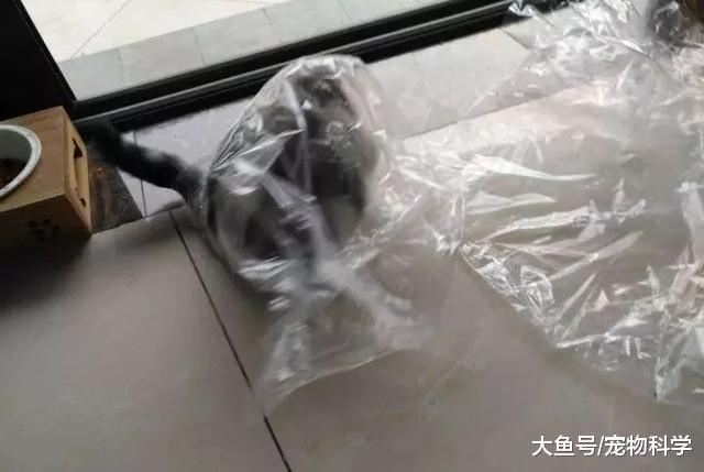 沉迷于这只盛世美颜的猫