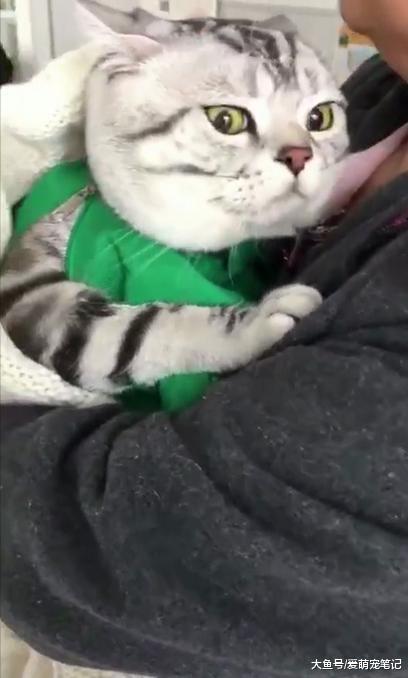 一脸愁容的老奶奶, 看着生病的美短猫不知道怎么办, 看得人好心疼