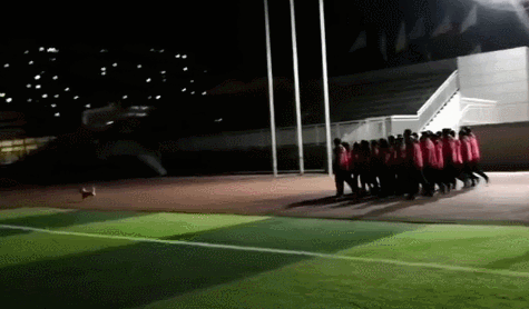 狗狗每天领着一众学生在操场晨跑, 三年如一日, 网友: 别人的学校