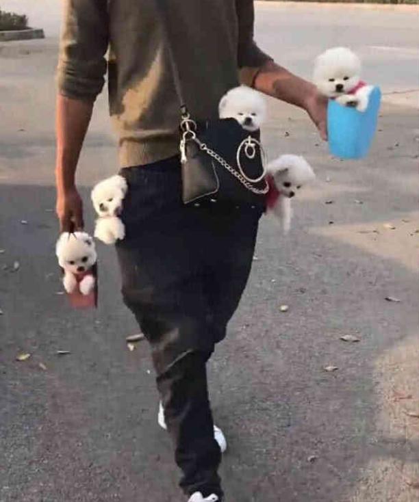 男子带了五只茶杯犬上街, 满身全是狗, 网友: 想偷!