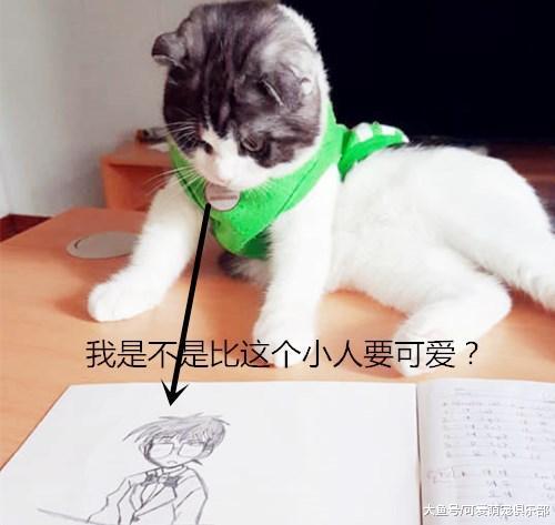 猫咪干扰铲屎官学习, 却在下一秒看到铲屎官的举动后, 瞬间抓狂!