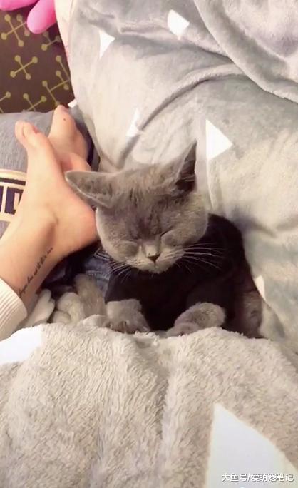 蓝猫一边打瞌睡, 还要一边给主人按摩, 网友: 全网混的最惨的喵!