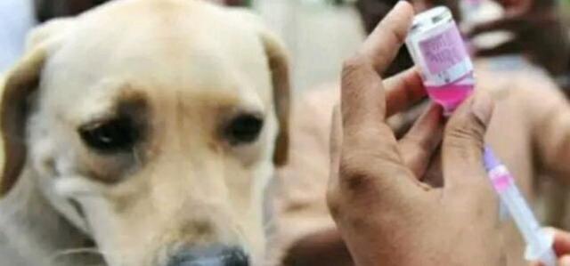 被狗狗咬了, 就会得上狂犬病? 原来很多人都错了!