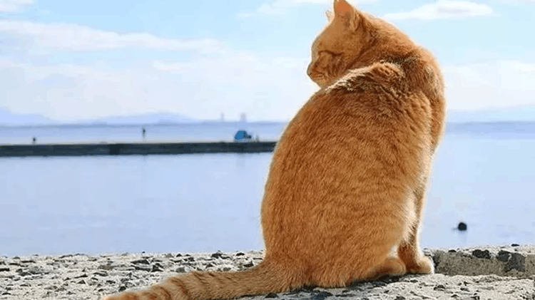 收服高冷猫咪的绝招, 赶紧get起来, 一般人不知道