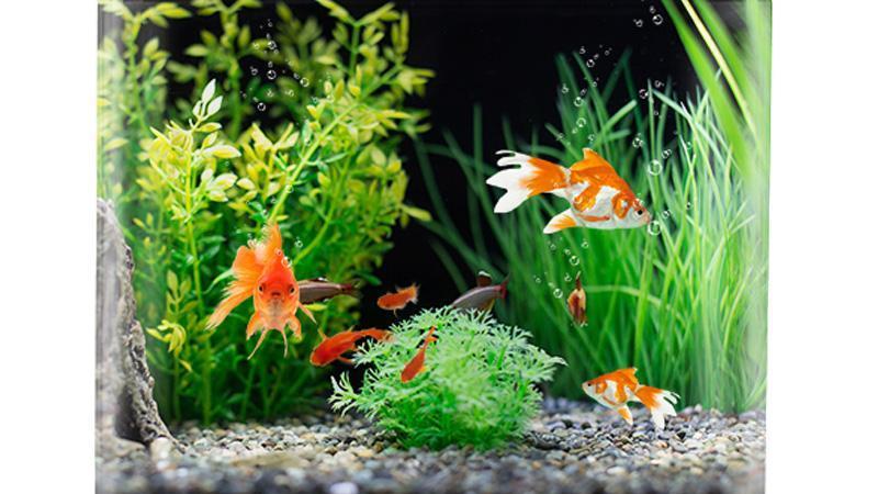 养鱼也有讲究? 风水师导出其中的奥秘、鱼缸选对了能顺风顺水