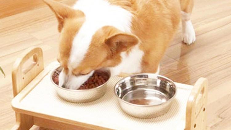 给予爱犬贴心守护, 冬天该怎么给狗狗进补