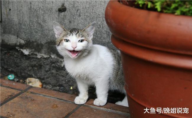 不要带猫咪去旅游, 它并不适合, 原因有四个, 第四个对它是伤害