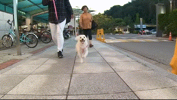 老人晕倒被送院剩忠犬露宿家门, 痴呆的他忘了一切却忘不了这记忆