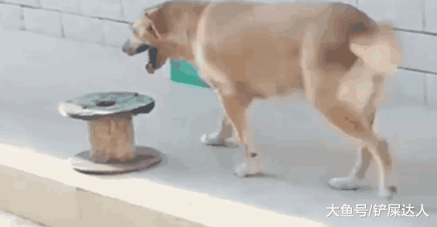狗狗模仿主人动作标准, 但越看越不正经, 说好的不许成精呢