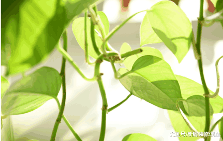 入冬后睡眠质量下降, 快看看你家卧室里, 是不是有这4种绿植?