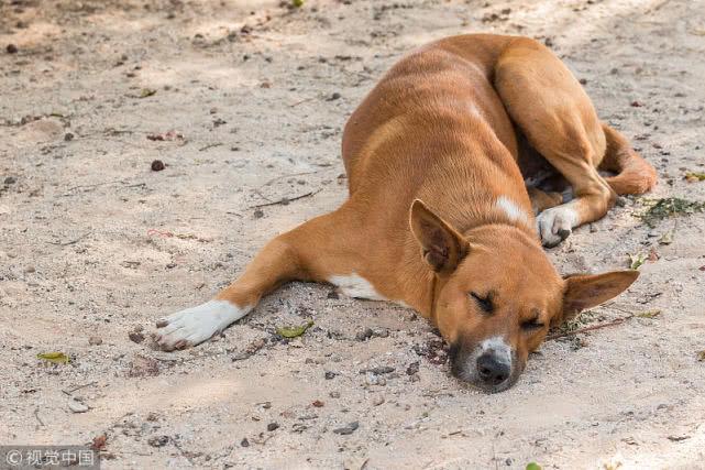 离家50公里狗狗走丢, 3月后找到家见到主人, 主人已有新宠不留