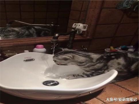 美短猫听到主人说赶紧洗脸后, 洗的很认真, 网友: 全网最讲究的喵