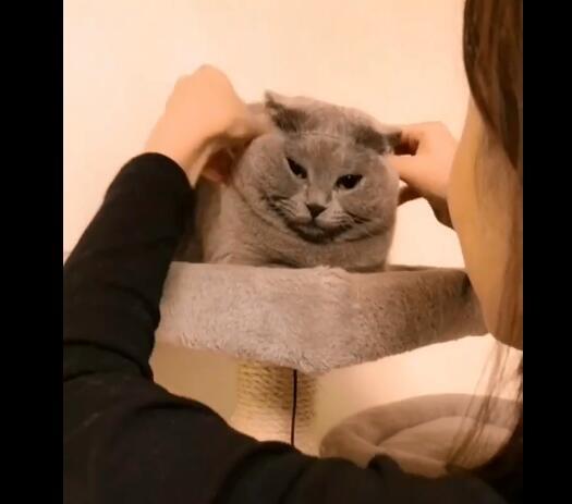 铲屎官心血来潮给猫咪扎头发, 结果却害的喵星人有些神志不清!