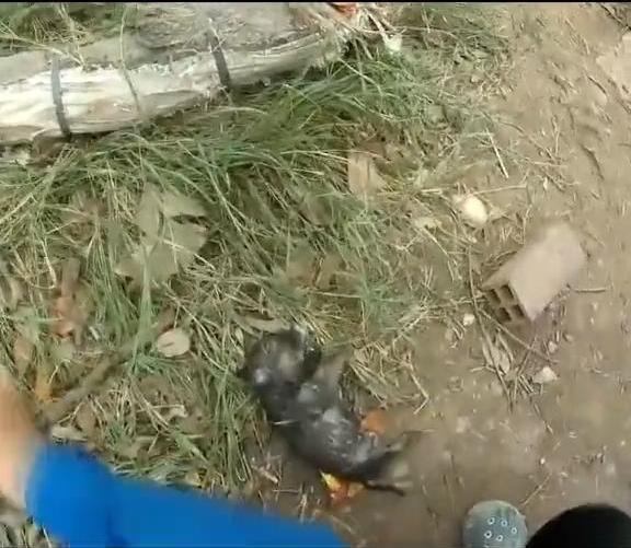 小狗溺水昏迷, 善良男子选择这么做, 最后让人暖心