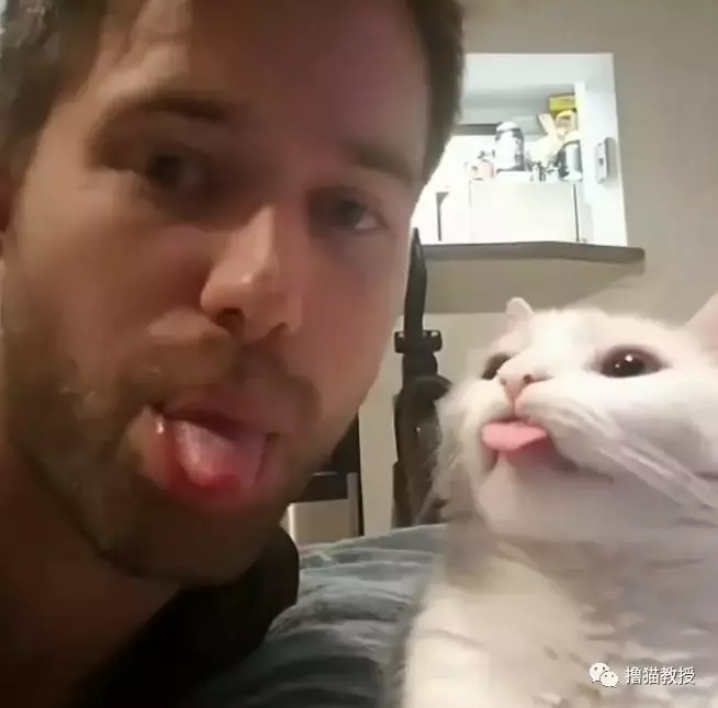 一个单身猫奴的生活, 竟然这么忙的吗?